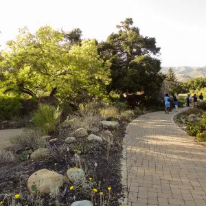 SBBG hosts Santa Barbara Chamber of Commerce Mixer, June 2013, Garden Tour, visitors walking by the Blaksley Boulder