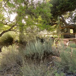 Desert Section, view to Information Kiosk, SBBG