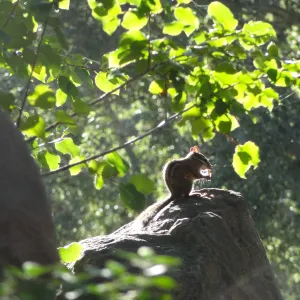 Chipmunk, Meadow Oaks, SBBG
