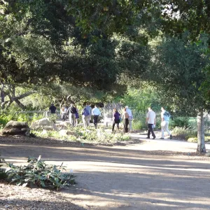 SBBG hosts Santa Barbara Chamber of Commerce Mixer, June 2013, Garden Tour, visitors walking in the Meadow Oaks