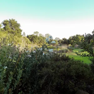 Matillija poppies in bloom, top of the Meadow, SBBG