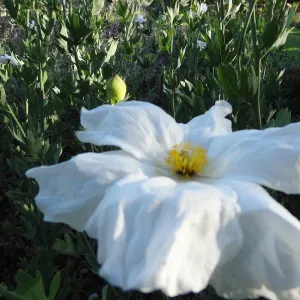 Matillija poppies in bloom, top of the Meadow, SBBG