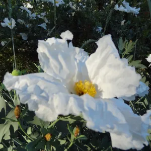 Matillija poppies in bloom, top of the Meadow, SBBG