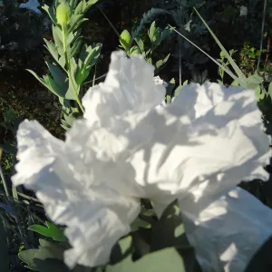 Matillija poppies in bloom, top of the Meadow, SBBG