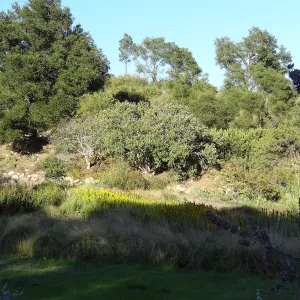 Afternoon in the Meadow, SBBG