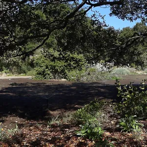 SBBG Meadow Revival Project, August 2013, panorama