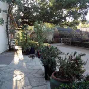 SBBG Fall Plant Sale 2013 set up in the Garden Courtyard and Garden Growers Nursery