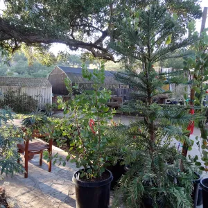 SBBG Fall Plant Sale 2013 set up in the Garden Courtyard and Garden Growers Nursery