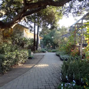 SBBG Fall Plant Sale 2013 set up in the Garden Courtyard and Garden Growers Nursery