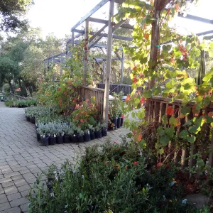 SBBG Fall Plant Sale 2013 set up in the Garden Courtyard and Garden Growers Nursery