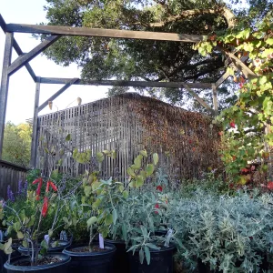 SBBG Fall Plant Sale 2013 set up in the Garden Courtyard and Garden Growers Nursery