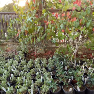 SBBG Fall Plant Sale 2013 set up in the Garden Courtyard and Garden Growers Nursery