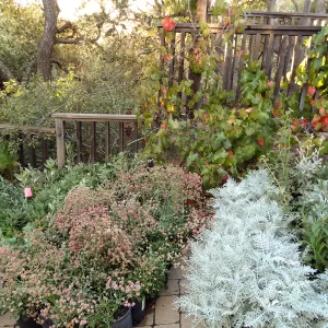 SBBG Fall Plant Sale 2013 set up in the Garden Courtyard and Garden Growers Nursery