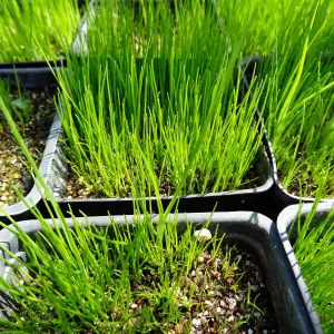 SBBG Horticulture, plant propagation at the Hort unit