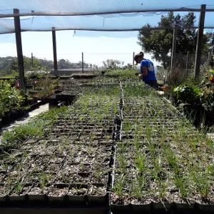 SBBG Horticulture, plant propagation at the Hort unit, Heather Wehnau