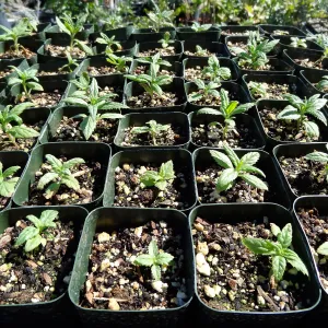 SBBG Horticulture, plant propagation at the Hort unit