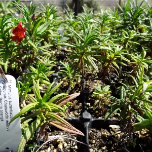 SBBG Horticulture, plant propagation at the Hort unit