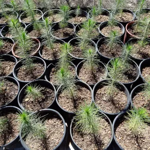 SBBG Horticulture, plant propagation at the Hort unit