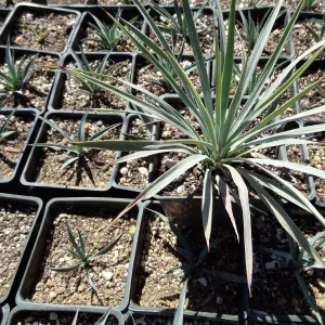 SBBG Horticulture, plant propagation at the Hort unit
