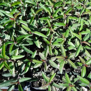 SBBG Horticulture, plant propagation at the Hort unit