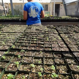 SBBG Horticulture, plant propagation at the Hort unit, Heather Wehnau