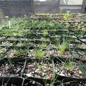 SBBG Horticulture, plant propagation at the Hort unit