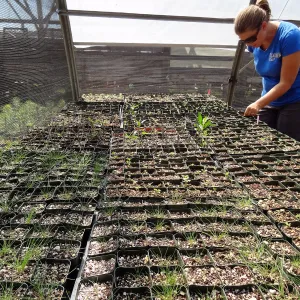 SBBG Horticulture, plant propagation at the Hort unit, Heather Wehnau