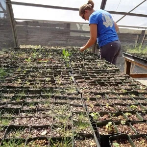 SBBG Horticulture, plant propagation at the Hort unit, Heather Wehnau