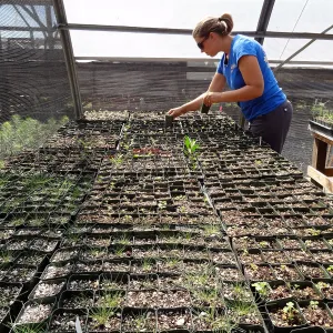 SBBG Horticulture, plant propagation at the Hort unit, Heather Wehnau