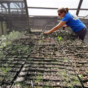 SBBG Horticulture, plant propagation at the Hort unit, Heather Wehnau
