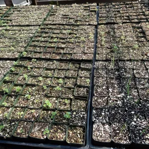 SBBG Horticulture, plant propagation at the Hort unit