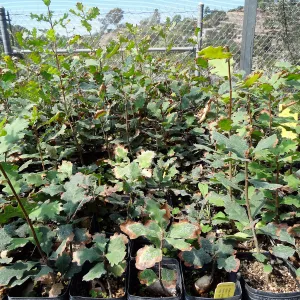 SBBG Horticulture, plant propagation at the Hort unit