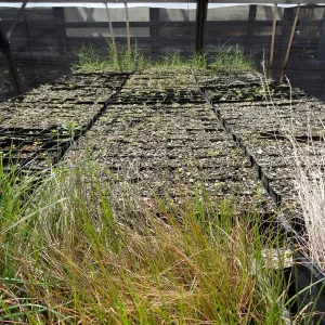SBBG Horticulture, plant propagation at the Hort unit