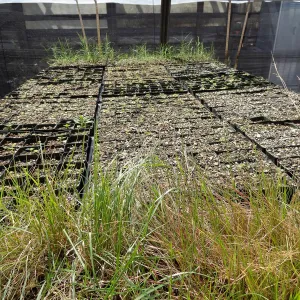 SBBG Horticulture, plant propagation at the Hort unit