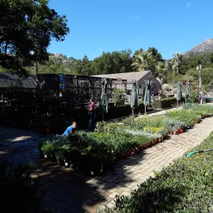SBBG Fall Plant Sale 2013 set up in the Garden Courtyard and Garden Growers Nursery, Betsy Lape and Heather Wehnau