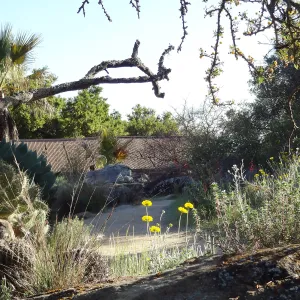Desert Section in the late afternoon, SBBG