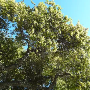 Coast Live oak, Quercus agrifolia in bloom, SBBG