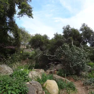 Manzanita Section after large dead oak was removed, March 2013