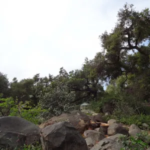 Manzanita Section after large dead oak was removed, March 2013