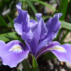 purple iris blooming on the Porter Trail