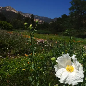 Spring wildflowers in the Meadow, SBBG
