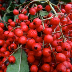 Toyon Pomes