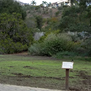 SBBG Meadow Revival, after grow-kill, November 2013