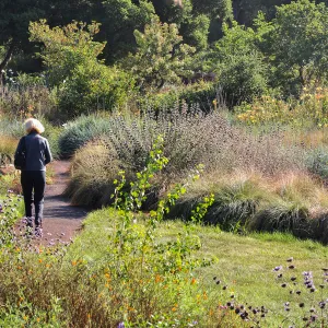woman walking in the Meadow, wildflowers, SBBG
