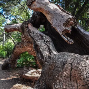 fallen tree along the Canyon Trail path, Mission Canyon, SBBG