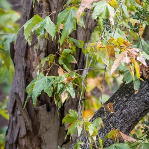 Sycamore leaves, fall color, SBBG