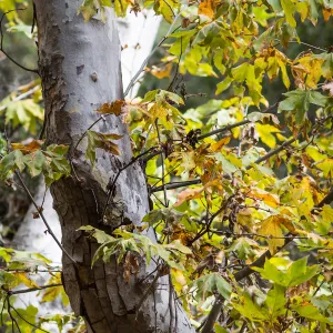 Sycamore leaves, fall color, SBBG