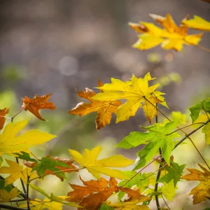 Sycamore leaves, fall color, SBBG