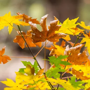 Sycamore leaves, fall color, SBBG