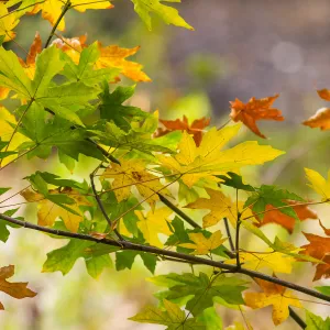 Sycamore leaves, fall color, SBBG